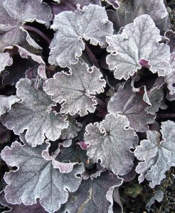 Heuchera 240115