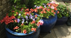 One week afer planting