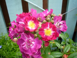 Perennial Blue second flowering