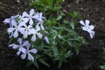 Phlox divaricata