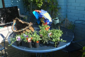 Preparation for wall basket planting